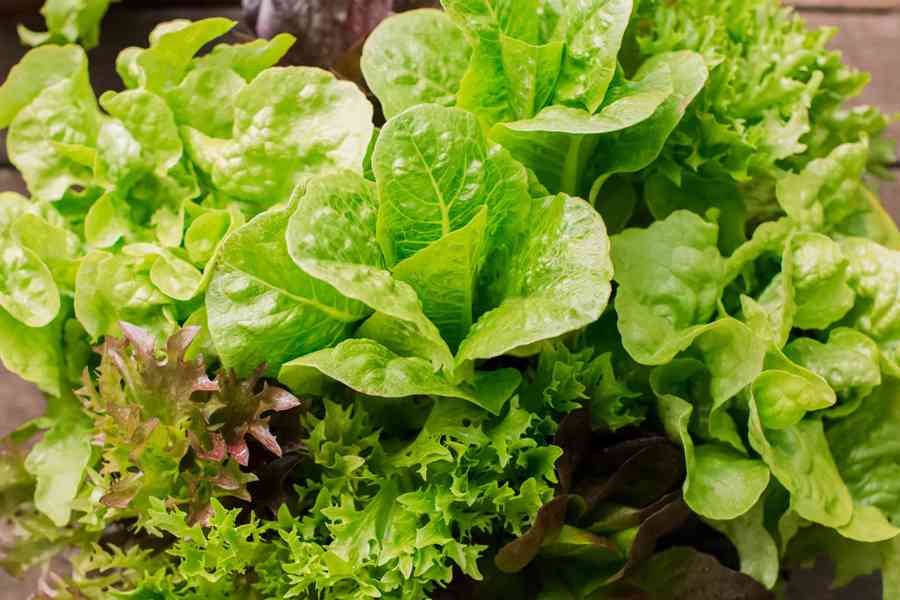 How To Grow Lettuce From Scraps Guides Tips