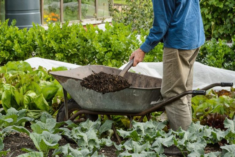 when-to-put-manure-on-garden-best-time-of-year-to-add-manure